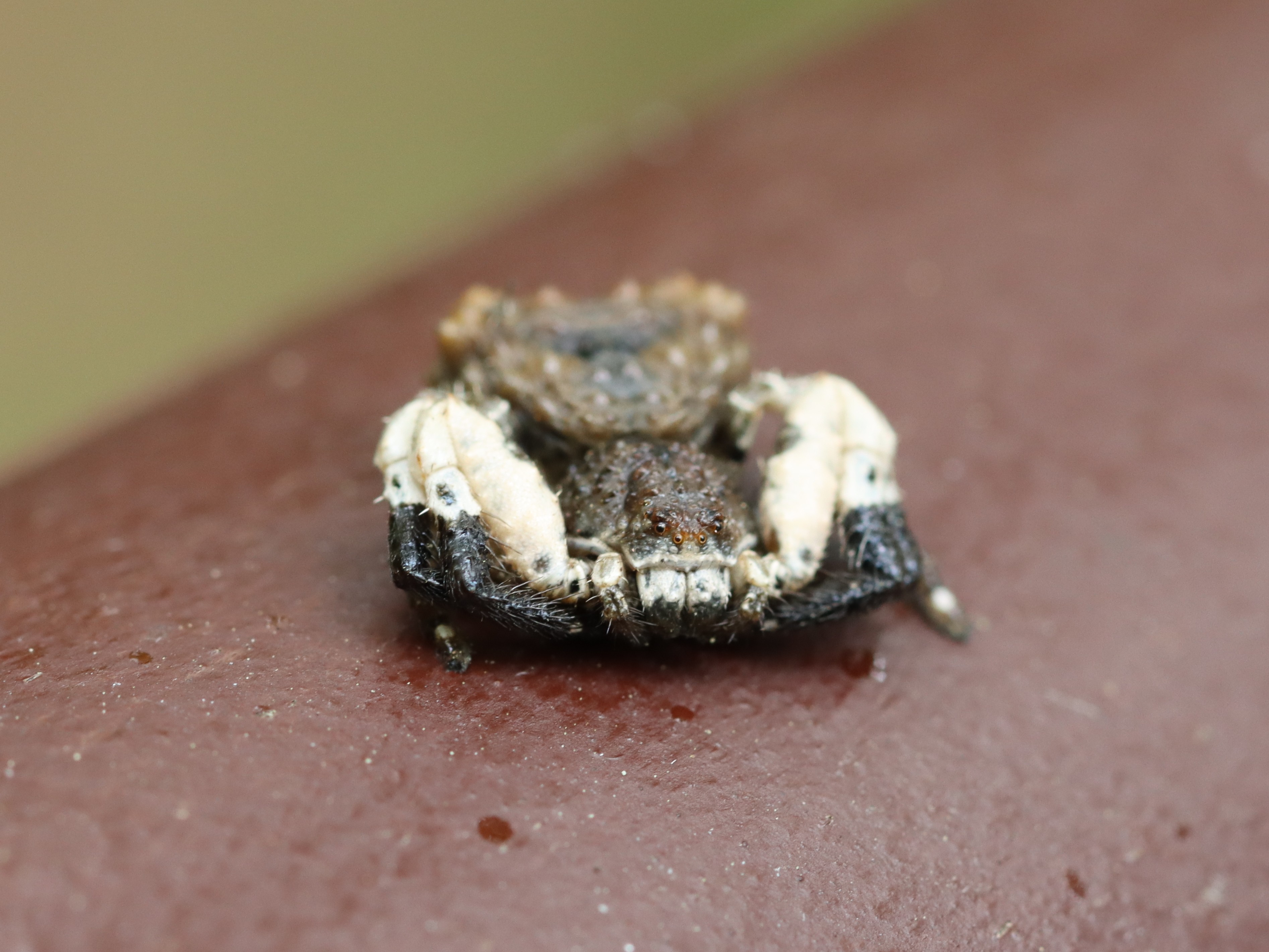 カトウツケオグモ